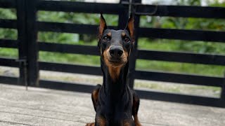 Doberman FOCUS Training [upl. by Cybil]