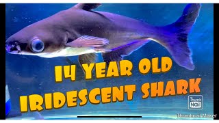 14 Year Old Iridescent Shark [upl. by Onit645]