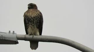 103024 RedTailed Hawk Kent Wa 1673163 [upl. by Macknair]