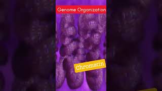 Eukaryotic Genome organization  Nucleosome Solenoid Chromatin amp Chromosomes [upl. by Iznekcam]