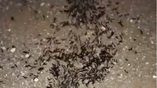 Thousands of Ants going homeAnts life Insects life [upl. by Feune]