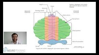 CEREBELO ANATOMIA [upl. by Angelo]