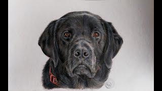 Drawing a Labrador with Coloured Pencils [upl. by Airad]