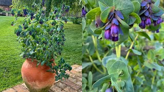 Cerinthe look glorious in a patio pot 23 April 2024 [upl. by Atikir362]