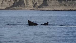 Argentine  septembre 2024  péninsule de Valdes  baleines franches et lions de mer [upl. by Ecienaj]