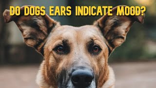 What Do Dogs Ears Mean [upl. by Elvera]