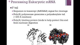 181Processing mRNA [upl. by Thordia514]