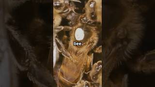 Ever wondered how bees turn nectar into honey🐝🍯 Learn the amazing process in just 60 seconds bee [upl. by Aserehs]