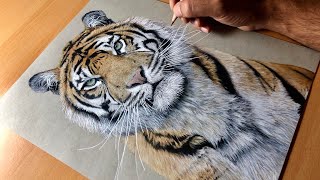 Drawing a Sumatran Tiger Kirana  Timelapse  Artology [upl. by Dugan]