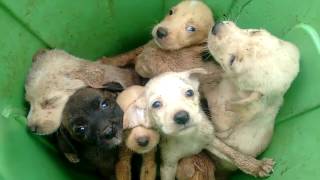 Filhotes de cachorros abandonados em lata de lixo em São Joaquim [upl. by Wachtel]