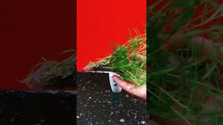 Hydroponics Spreading Hedyotis Herb new growing method [upl. by Gove]