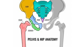 Pelvis and anatomy [upl. by Noerb]