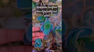 Kalancho laxiflora varigated beautiful easy house plant 🥰😍😍🪴🪴plants shortseasy house plantyotube [upl. by Jauch]