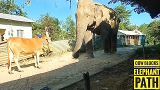 Herd of Cow Blocks the Elephant Path  Cow Vs Elephant 🐘 [upl. by Anytsyrk236]