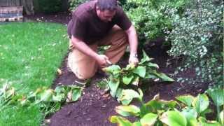 How and When To Prune Back Hostas Peonies and Other Perrenials [upl. by Colet]