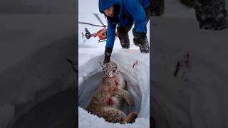 A seriously injured Canada lynx was fortunately discovered and saved by volunteers [upl. by Weikert]