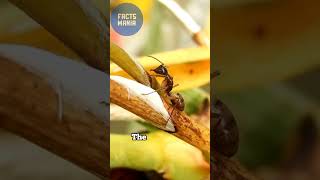 The Ant World’s Craziest Facts Revealed😮 reels fun youtubeshorts shorts shortvideo subscribe [upl. by Ewan]