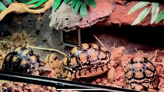 DIY Handcrafting Terrarium Decoration Background for Tortoise Enclosure To Be Continue [upl. by Heger281]