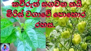 🌶️💯නයි මිරිස් මුලික වර්ධන අවදියේදී පොහොර යෙදීම💯🌶️ [upl. by Pernick147]