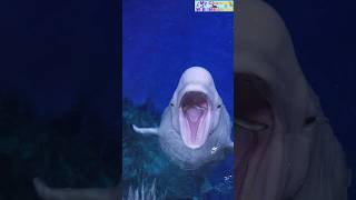 What dolphin eating fish nature trending youtubeshorts [upl. by Pauline854]