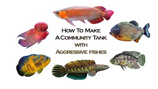 How To Make A Community Fish Tank with AggressiveMonster fishes  Tamil [upl. by Bruni]