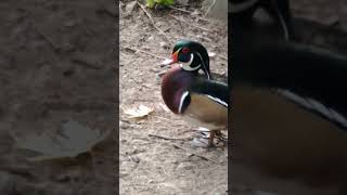 Canard Branchu Mâle Amazing Wood Duck shorts short AventureOiseauxNature shortvideo [upl. by Dlanor304]