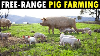 Free range PIG FARMING  Organic Pork Farm [upl. by Ittocs]