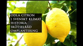 Odla citronträd historia skötselråd omplantera citronträd  Leva hållbart på villatomt [upl. by Anyehs206]