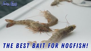 The Best Bait For Hogfish  Fishing Florida Charters [upl. by Revolc]