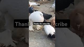 Pigeons in the world  viral video [upl. by Ahsiena]