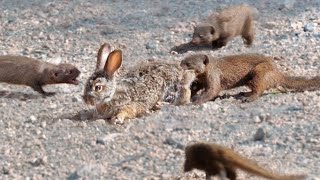 Mongooses Tear Baby Hare Apart [upl. by Sedda187]