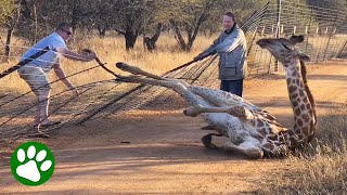 Saving A Giraffe Stuck In Fence [upl. by Martainn10]