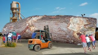 Super BIG amp LONG Sawmill❗Special TREMBESI Wood From Sumatra Worth As Much As Gold Bars [upl. by Llertac795]