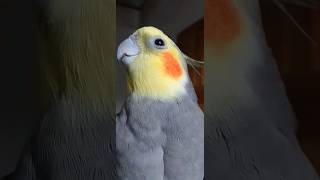 Calopsita cantando😍 calopsitas calopsita calopsitaassobiando cockatiels calopsitamansa [upl. by Ydroj]