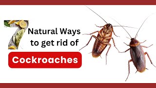 How to Get Rid of Cockroaches Fast 7 Natural Methods [upl. by Niletak]