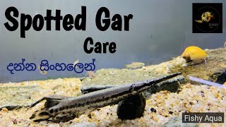 Spotted gar Lepisosteus oculatus Basic information amp care in Sinhala fishyaqua spottedgarfish [upl. by Luehrmann]