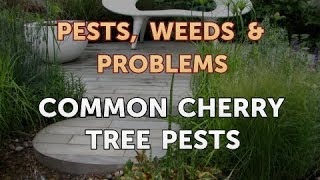 Common Cherry Tree Pests [upl. by Furlong]