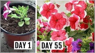 Know The Right Way to Grow amp Care for Petunia Plant [upl. by Eleen]