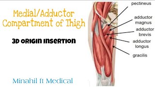 MedialAdductor Compartment of thigh  3D origin insertion [upl. by Laeno300]