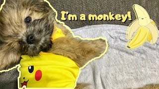 Dog loves banana  3 months old Shih Tzu  TOKYO’S DIARY EP 2 [upl. by Hermie172]