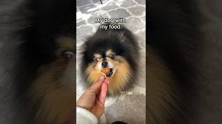 My dog with her own food vs mine 🤭 pomeranian dog [upl. by Brittaney]