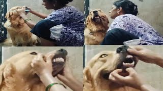 Brushing My Dog Teeth For The Dog Dental  घर पर अपने कुत्ते के दांत कैसे ब्रश करें dogs cute [upl. by Enywad]