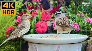 Cat TV for Cats to Watch 😺 Beautiful Birds and A Cute Mouse 🐿 8 Hours 4K HDR [upl. by Einahets]