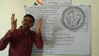 Heterochromatin And Euchromatin In Hindi [upl. by Suu]