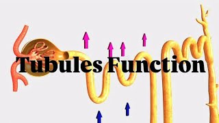 Tubules Function Excretory system PCT DCT HENLE LOOP COLLECTING DUCT [upl. by Feil]