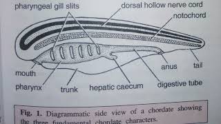 3 Fundamental CHORDATE Characters Phylum Chordata [upl. by Gretta296]