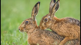 Brown Hares mating 4K [upl. by Anoy]