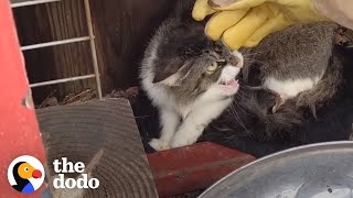 Mother Cat And Her Kittens Take In A New Family Member  The Dodo [upl. by Barris]