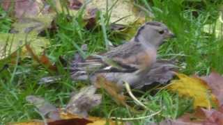 Female Brambling [upl. by Yblok799]