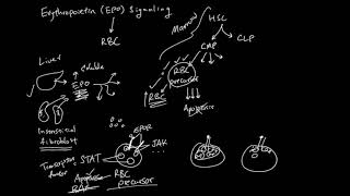 Erythropoietin EPO Signaling [upl. by Ynnod527]